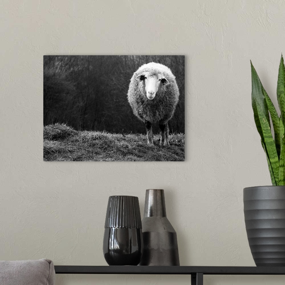 A modern room featuring A black and white photograph of a sheep.