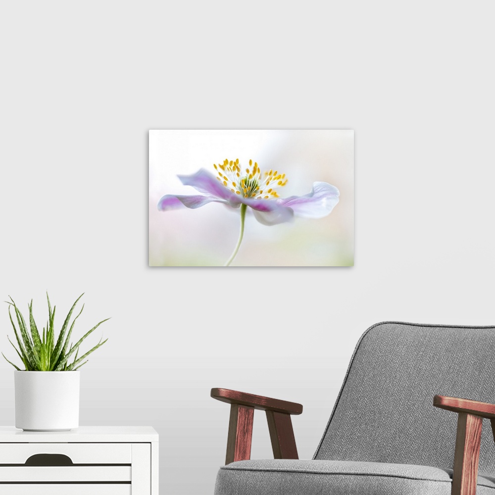 A modern room featuring Wood Anemone