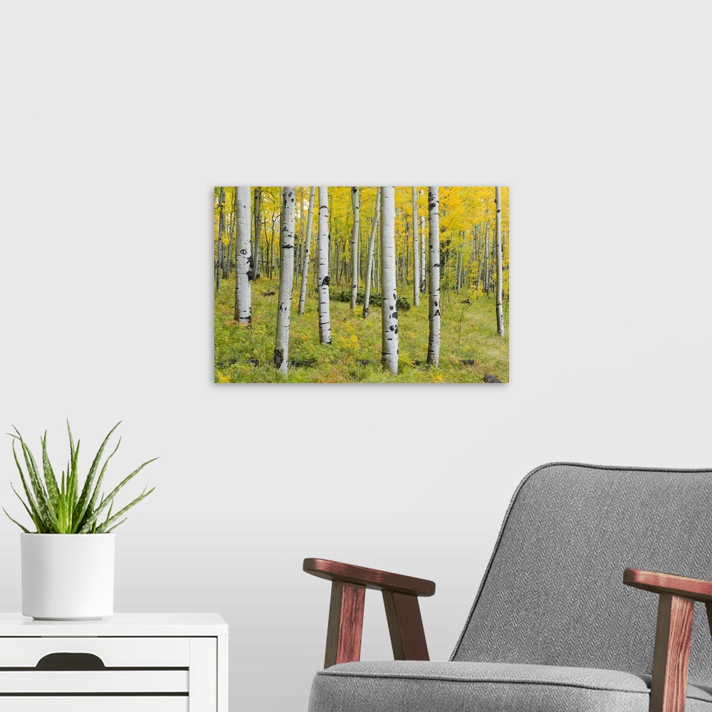A modern room featuring Yellow Birches