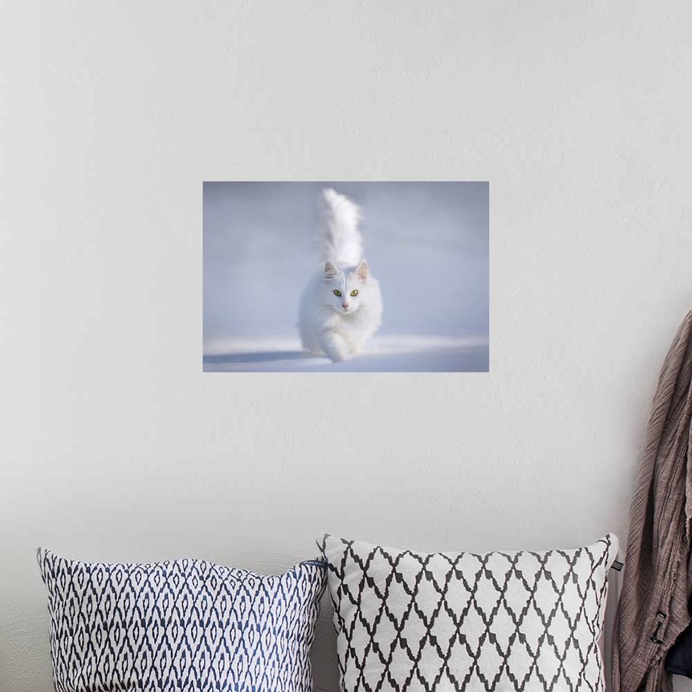 A bohemian room featuring A white Persian cat with bright green eyes walking in the snow.