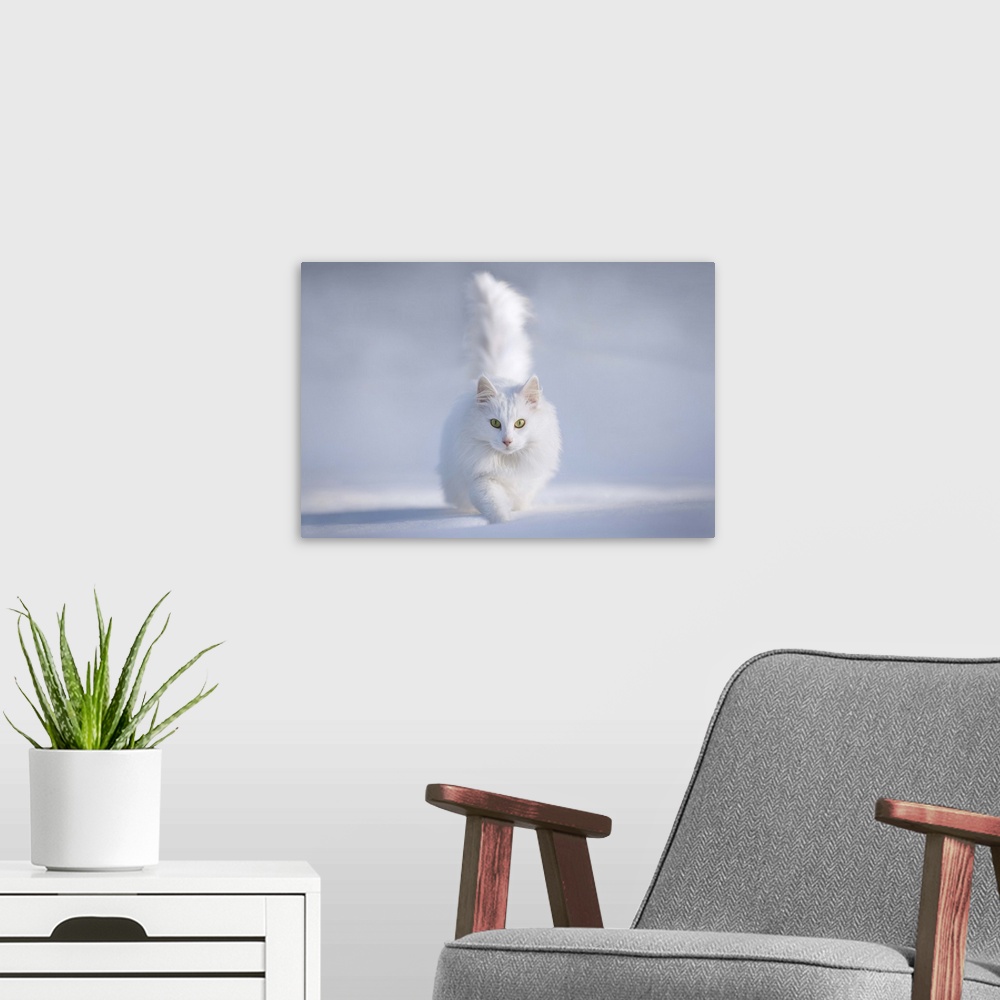 A modern room featuring A white Persian cat with bright green eyes walking in the snow.