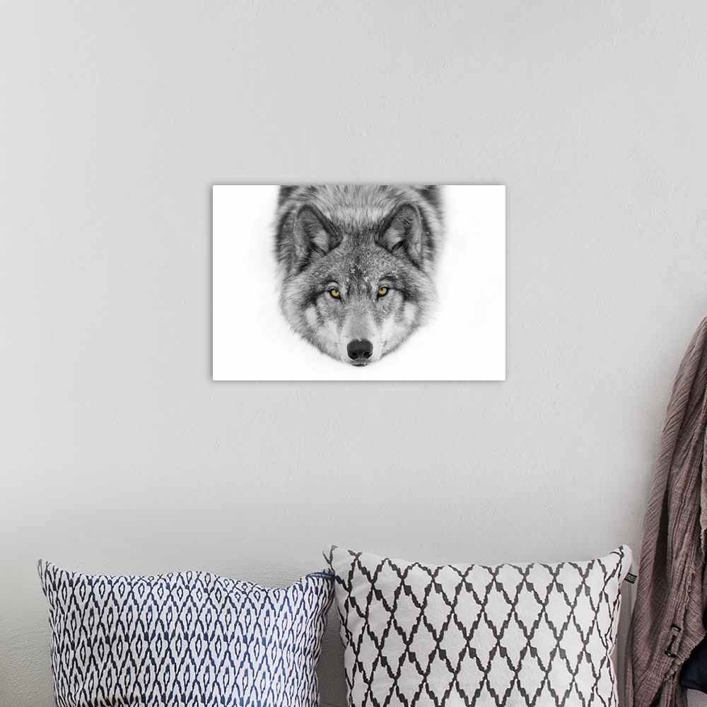 A bohemian room featuring Yellow Eyes - Timber Wolf