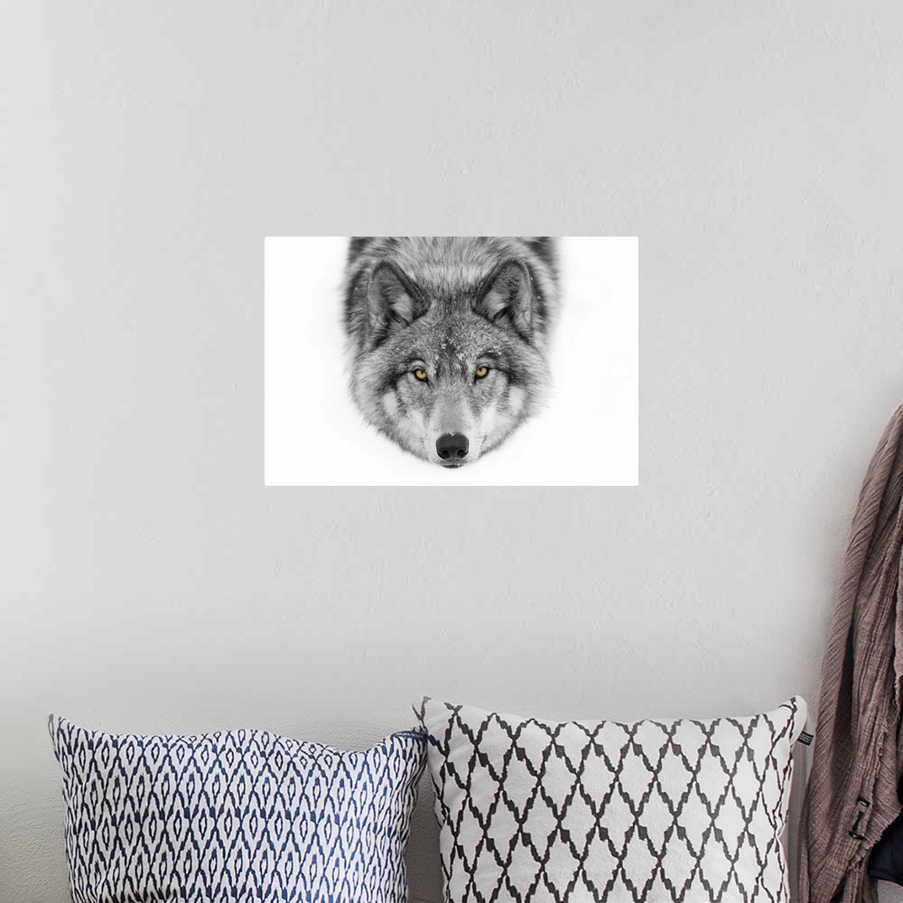 A bohemian room featuring Yellow Eyes - Timber Wolf