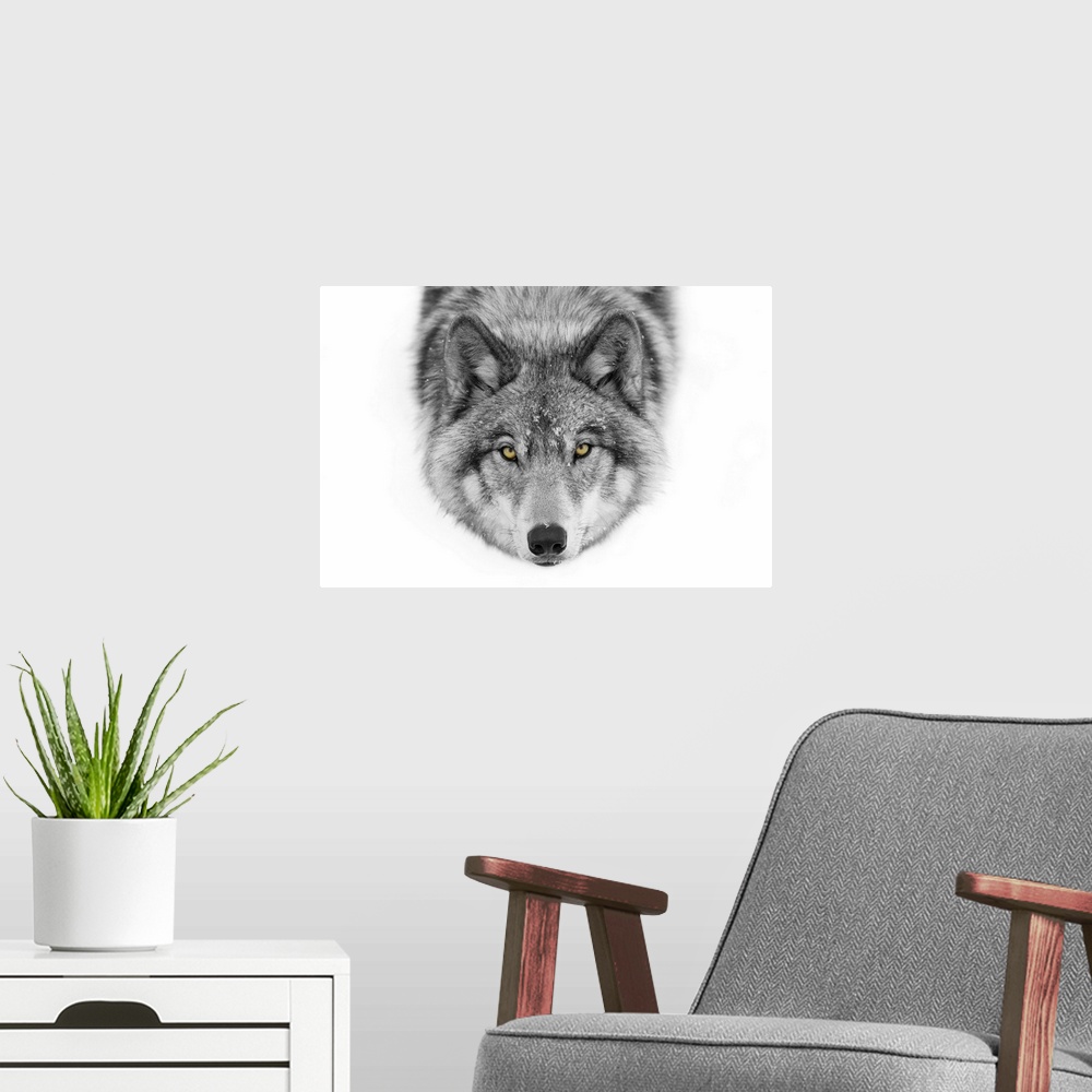 A modern room featuring Yellow Eyes - Timber Wolf