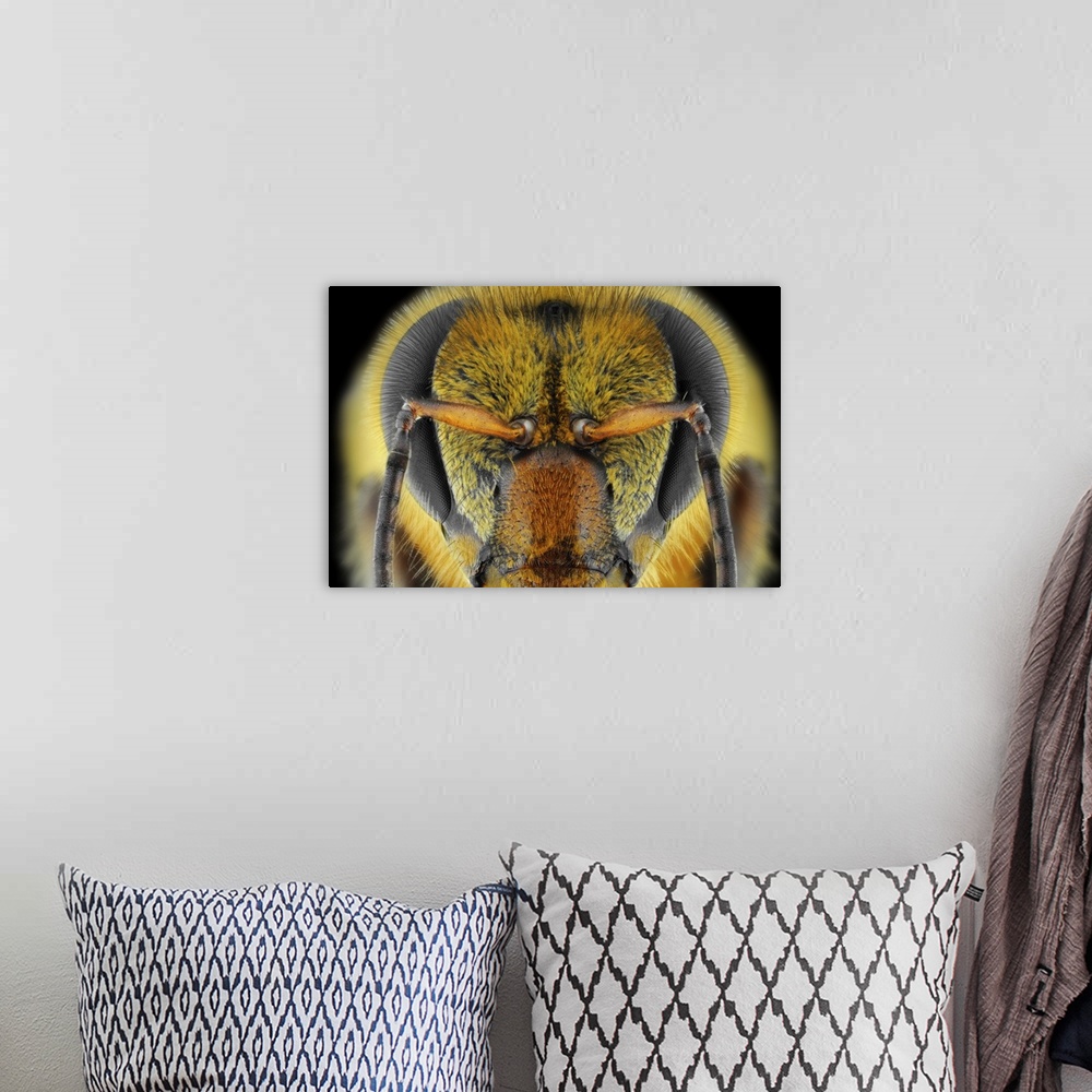 A bohemian room featuring Extreme close-up of a bee's face.