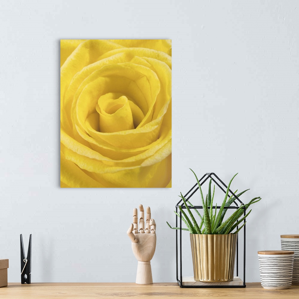 A bohemian room featuring macro shot of a beautiful yellow rose