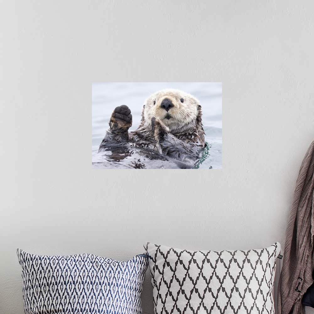 A bohemian room featuring Cute sea otter floating on the water with a quizzical expression holds its paws up.