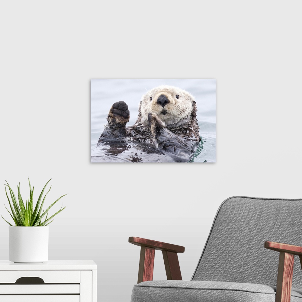 A modern room featuring Cute sea otter floating on the water with a quizzical expression holds its paws up.