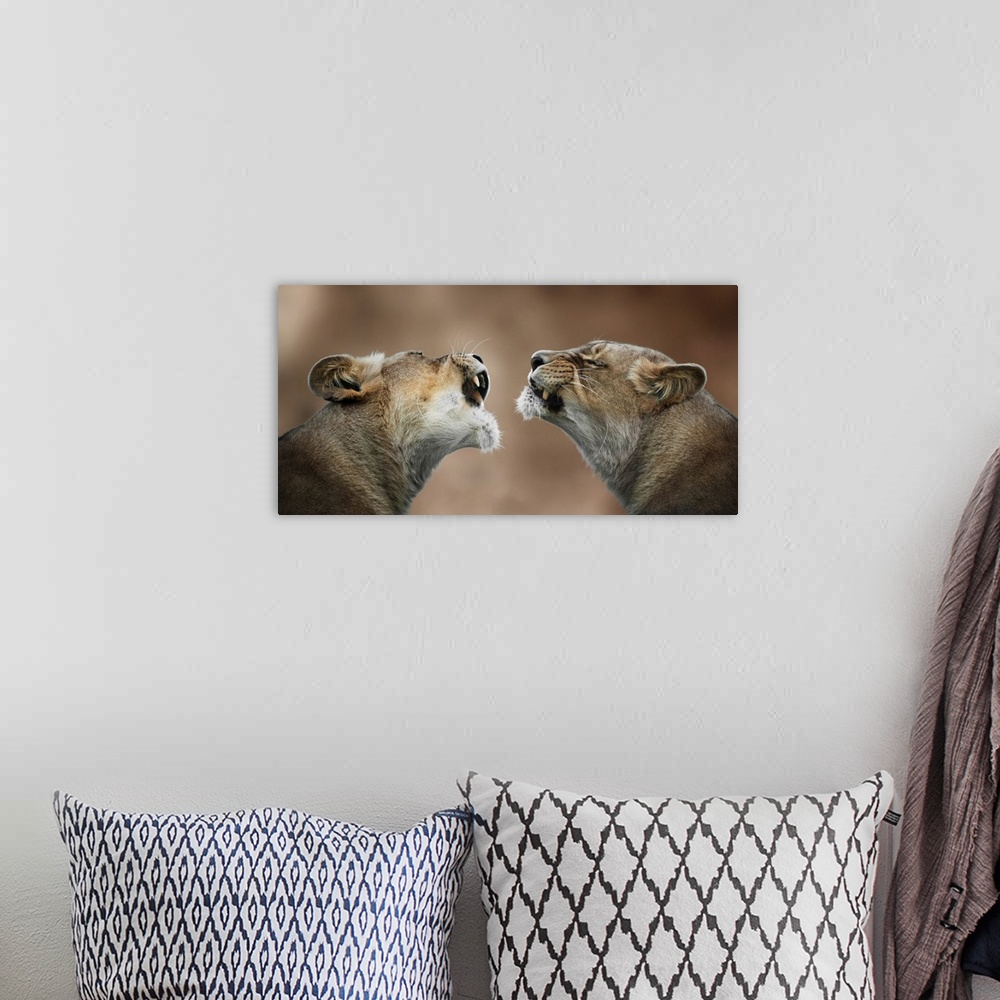 A bohemian room featuring Photograph of two lionesses who look like they are communicating.