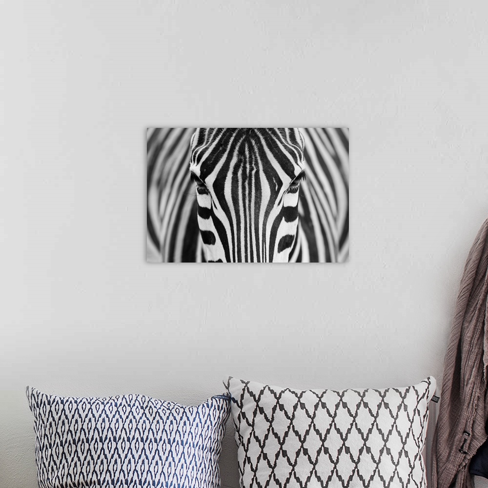 A bohemian room featuring Portrait of a zebra staring straight ahead.