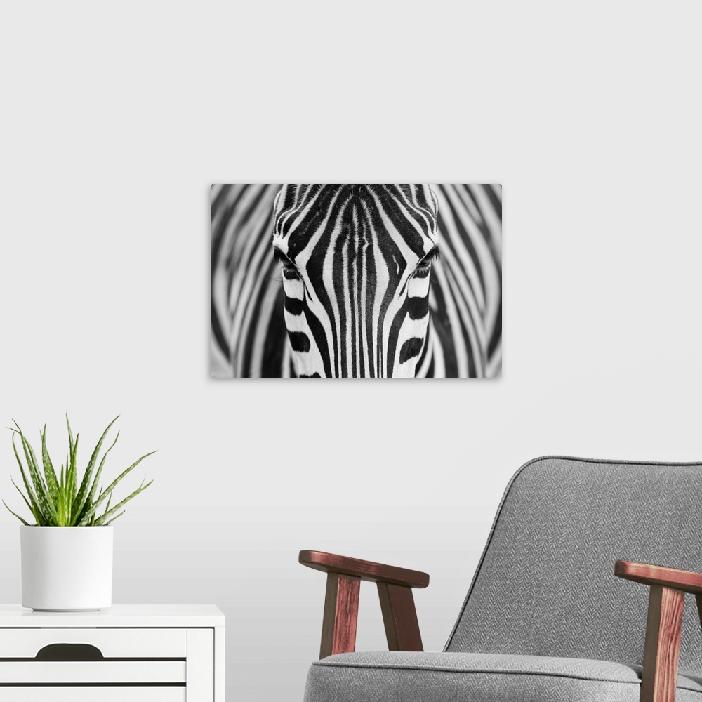 A modern room featuring Portrait of a zebra staring straight ahead.