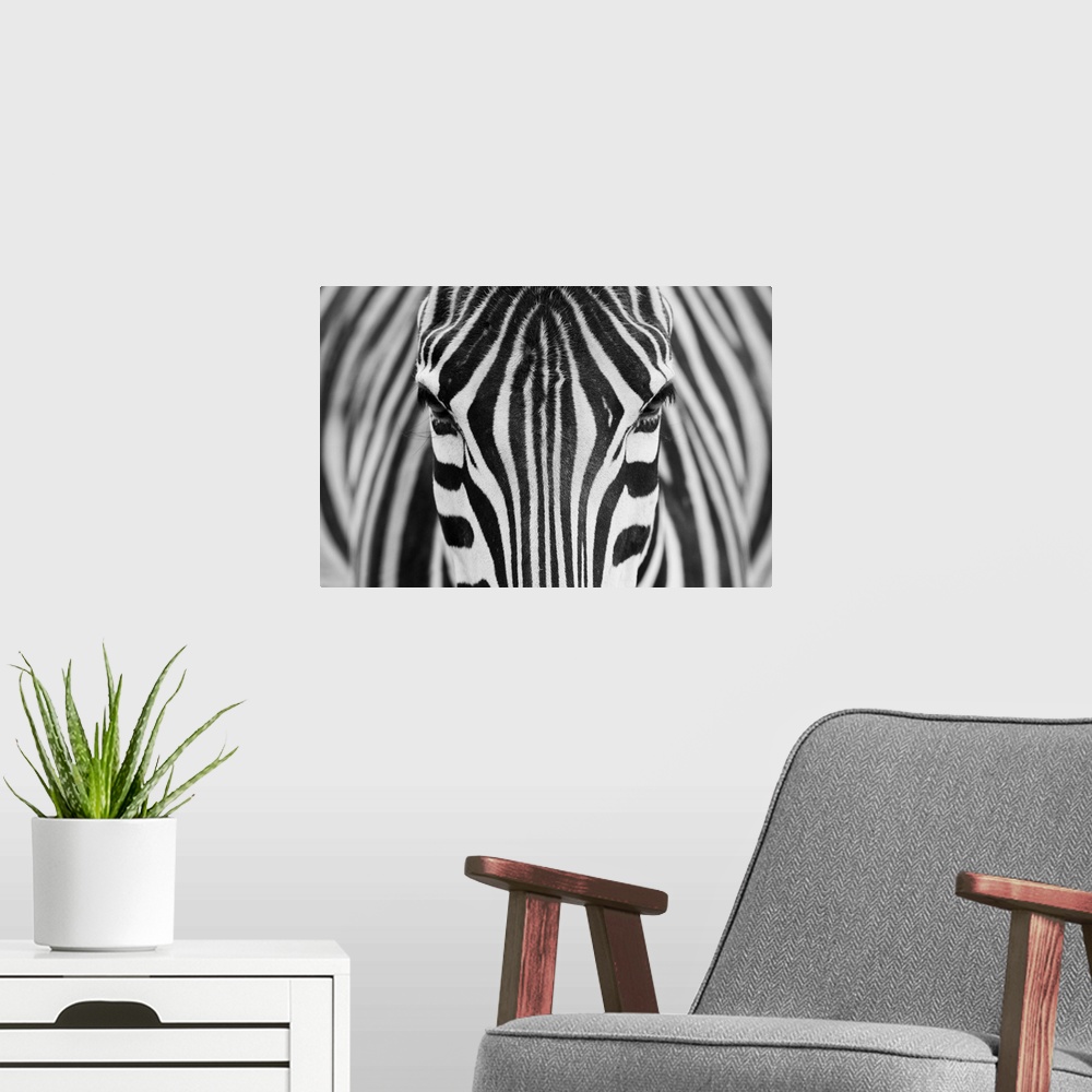 A modern room featuring Portrait of a zebra staring straight ahead.