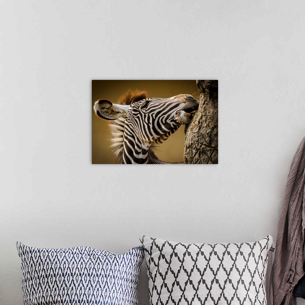 A bohemian room featuring A young zebra gnawing at tree bark in the African Savannah.