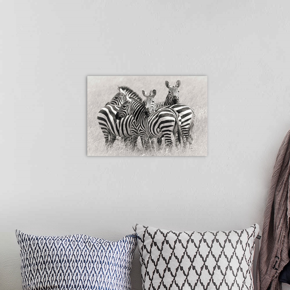 A bohemian room featuring A group of zebras huddled together to create a camouflage for protection in the Savannah.