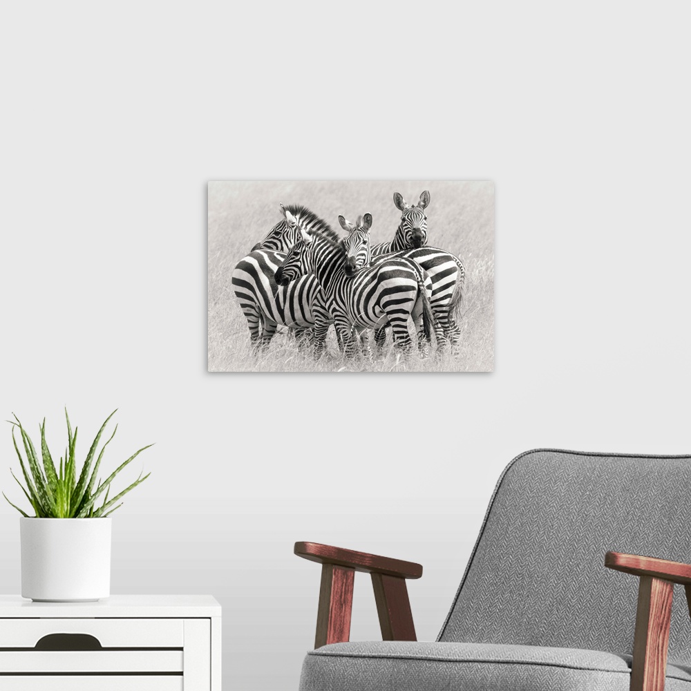 A modern room featuring A group of zebras huddled together to create a camouflage for protection in the Savannah.