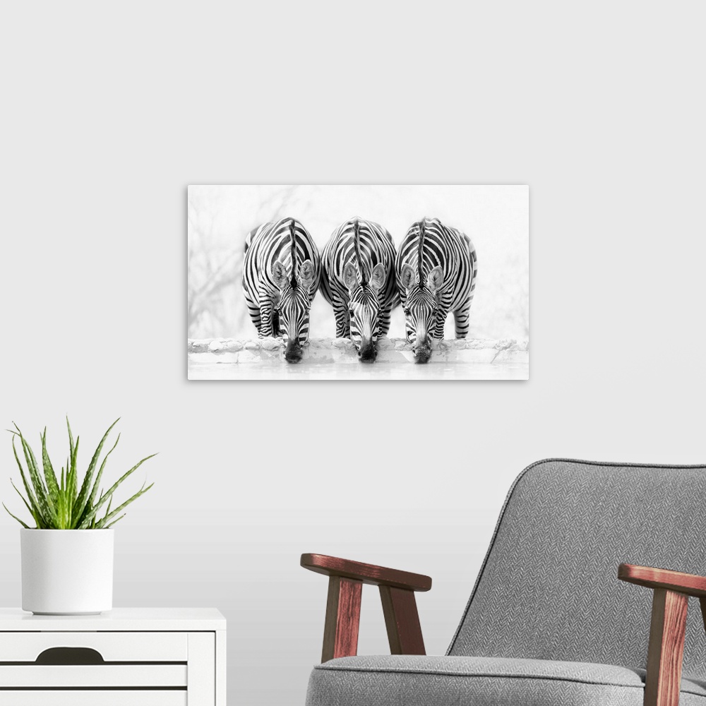A modern room featuring Zebras