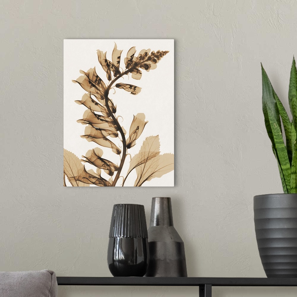A modern room featuring Contemporary x-ray photograph of fox glove flowers.