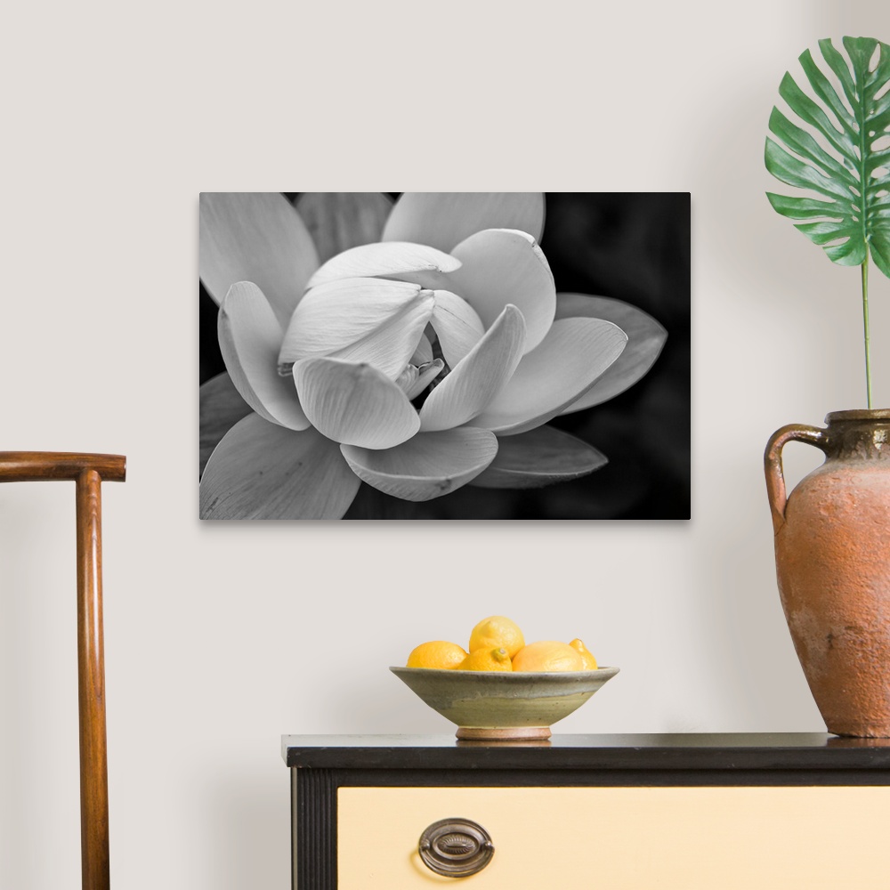 A traditional room featuring Black and white macro photograph of a blooming flower, with strong focus on the flower.