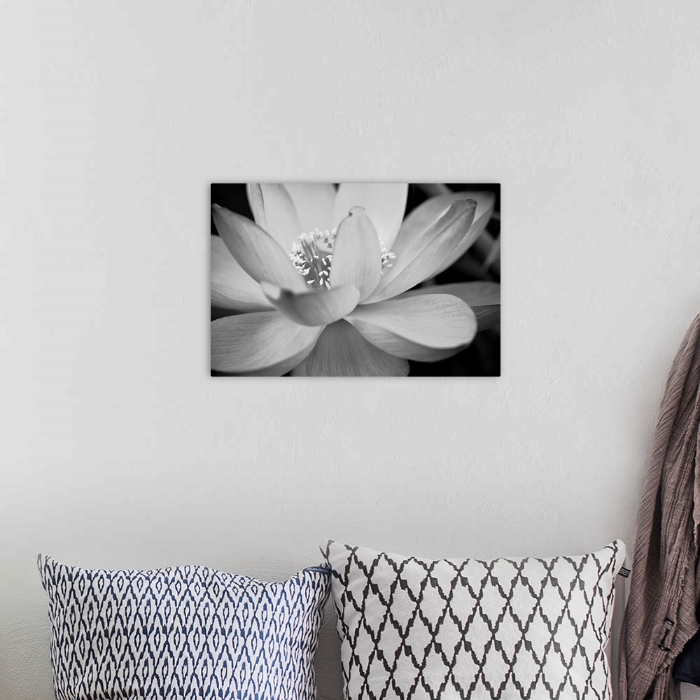 A bohemian room featuring Black and white macro photograph of a blooming flower, with strong focus on the flower.