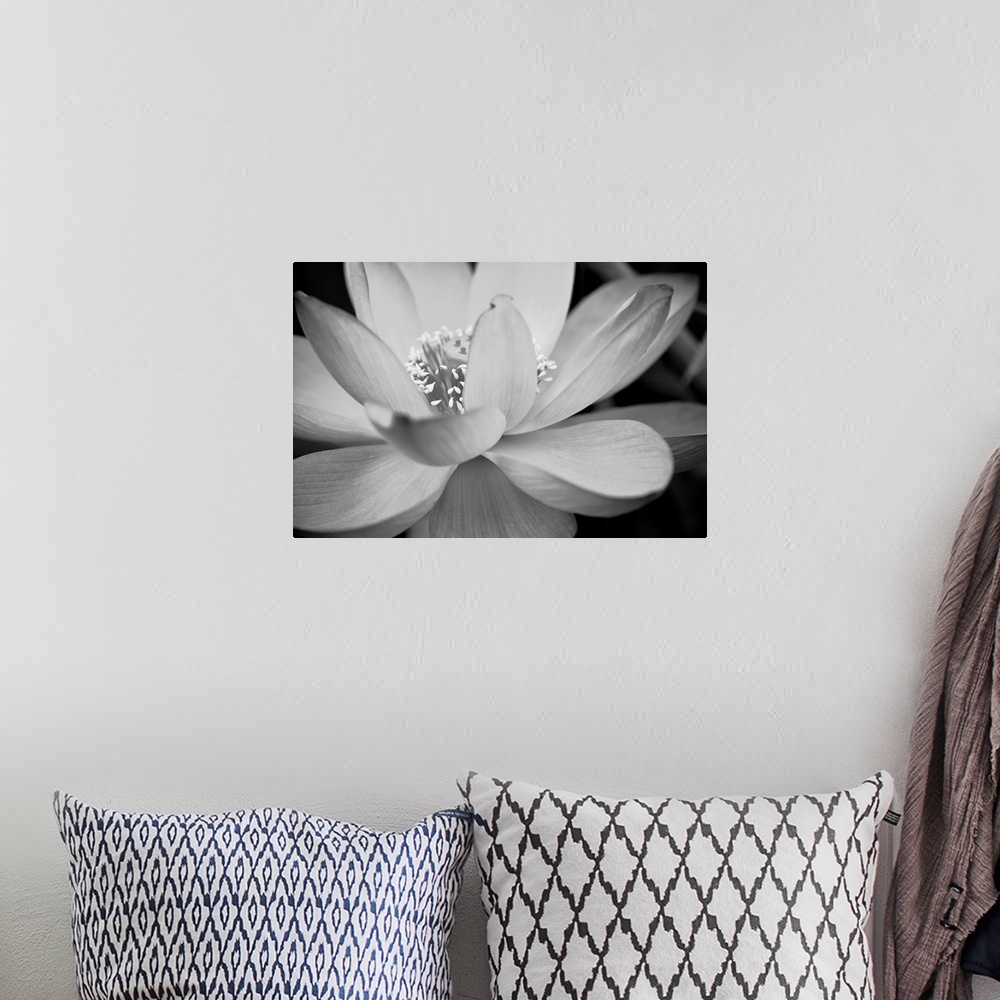 A bohemian room featuring Black and white macro photograph of a blooming flower, with strong focus on the flower.