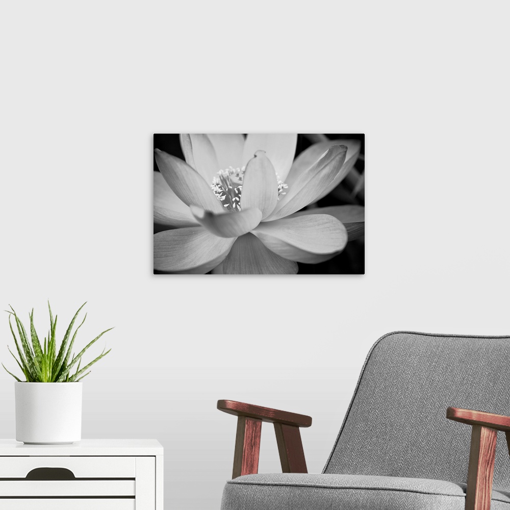 A modern room featuring Black and white macro photograph of a blooming flower, with strong focus on the flower.