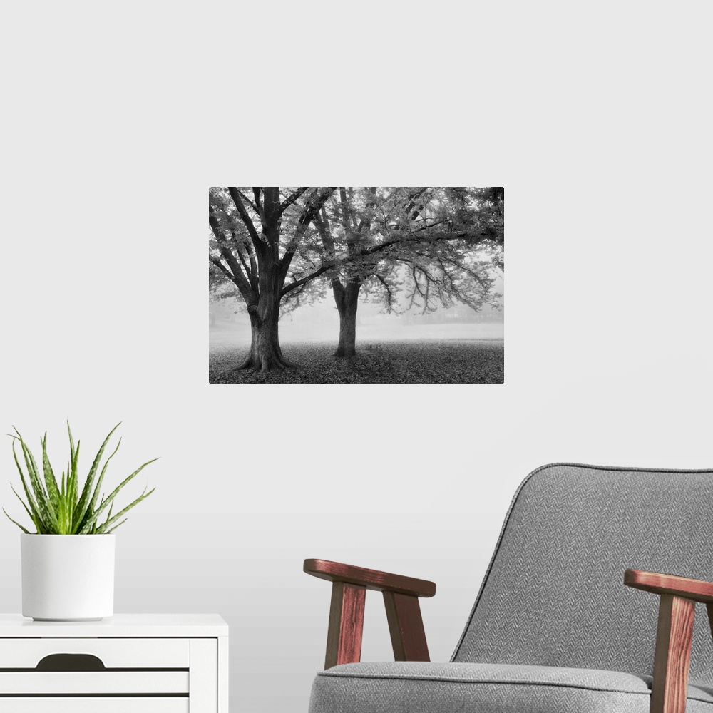 A modern room featuring Black and white Tree