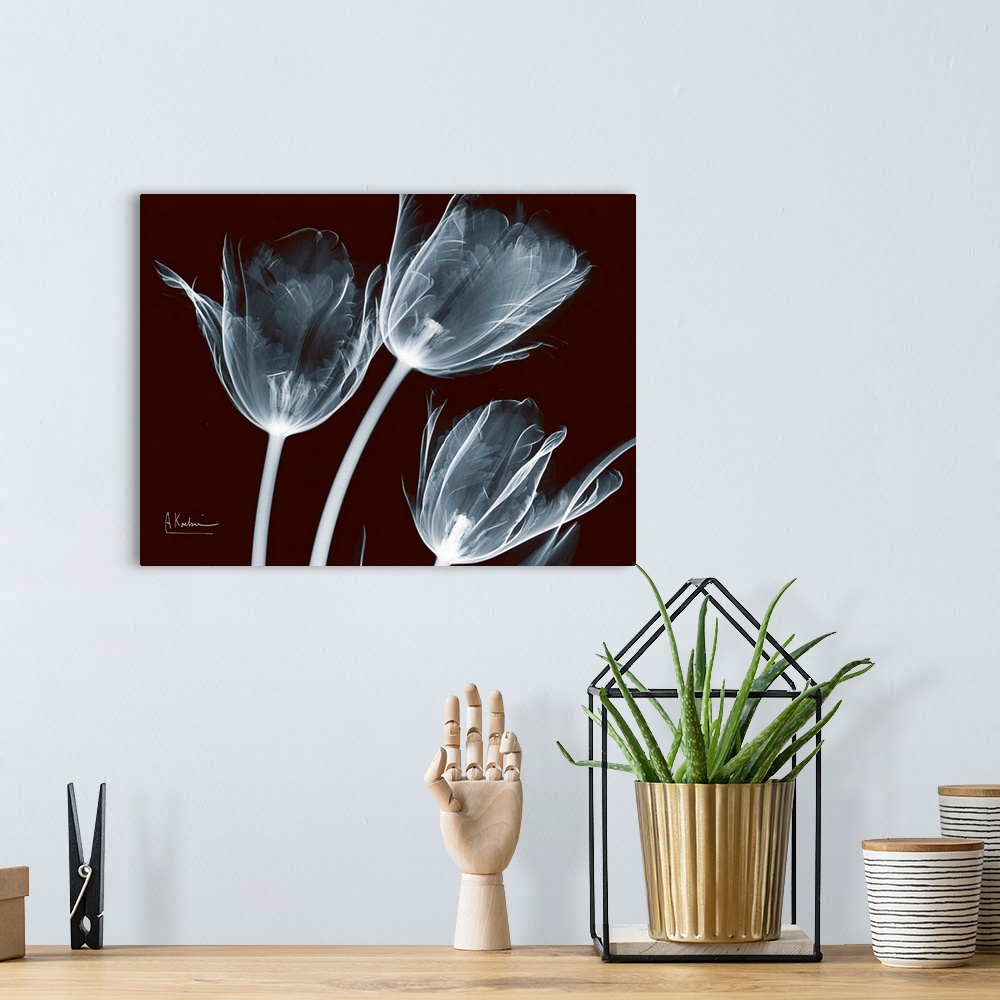 A bohemian room featuring X-Ray photograph of three flowers against a dark background.