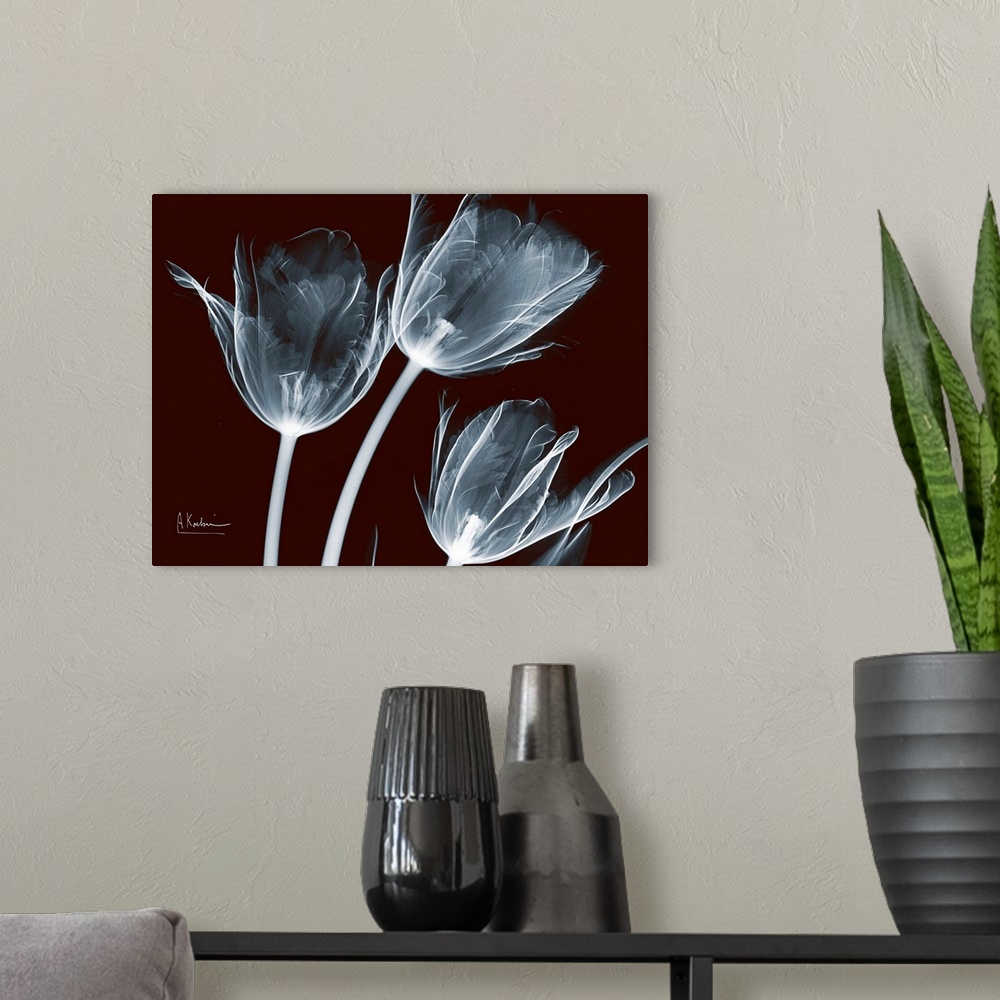 A modern room featuring X-Ray photograph of three flowers against a dark background.