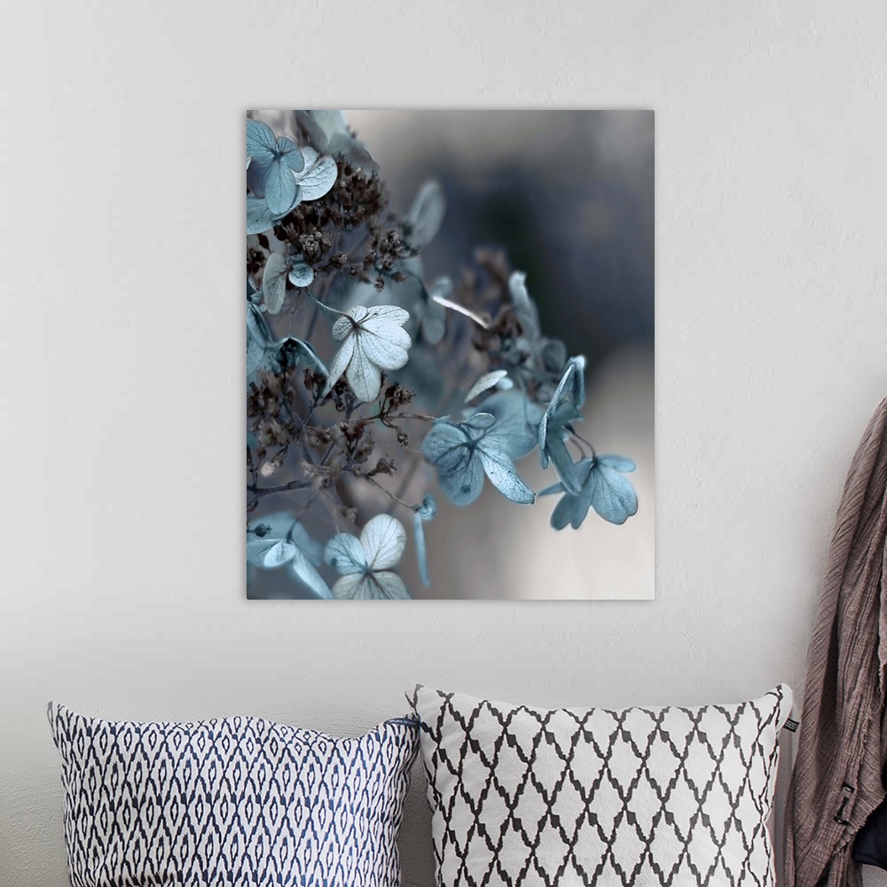 A bohemian room featuring Close up photo of blue hydrangea flowers against a dark grey background.