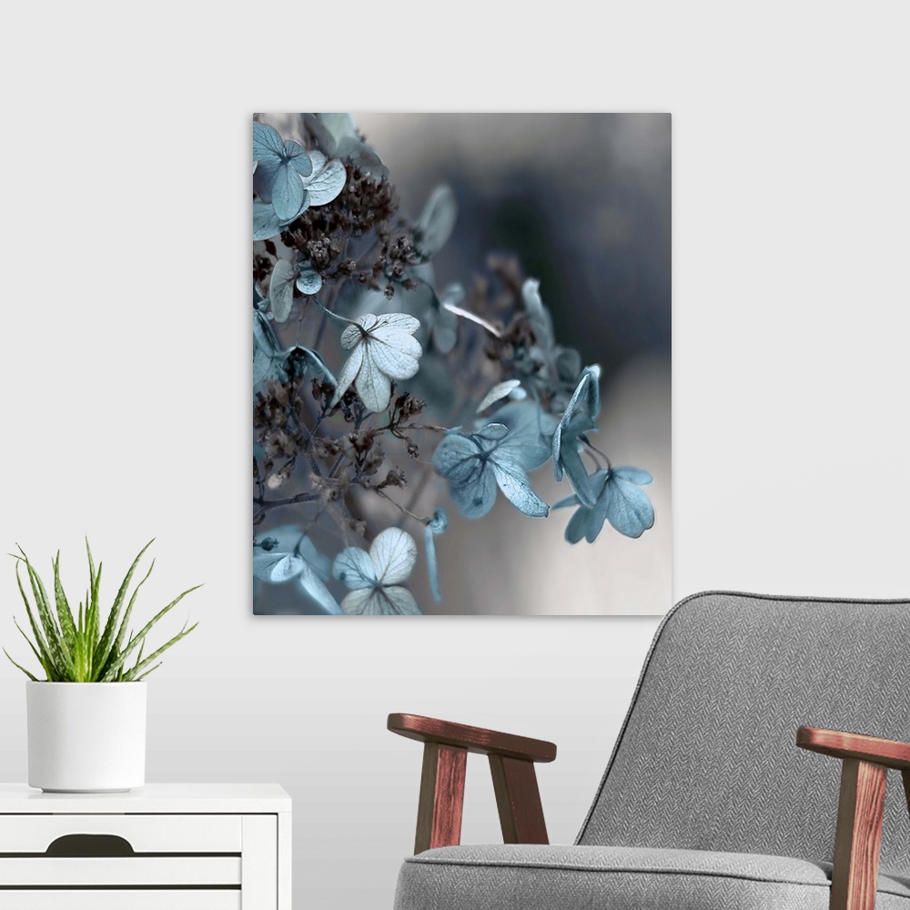 A modern room featuring Close up photo of blue hydrangea flowers against a dark grey background.