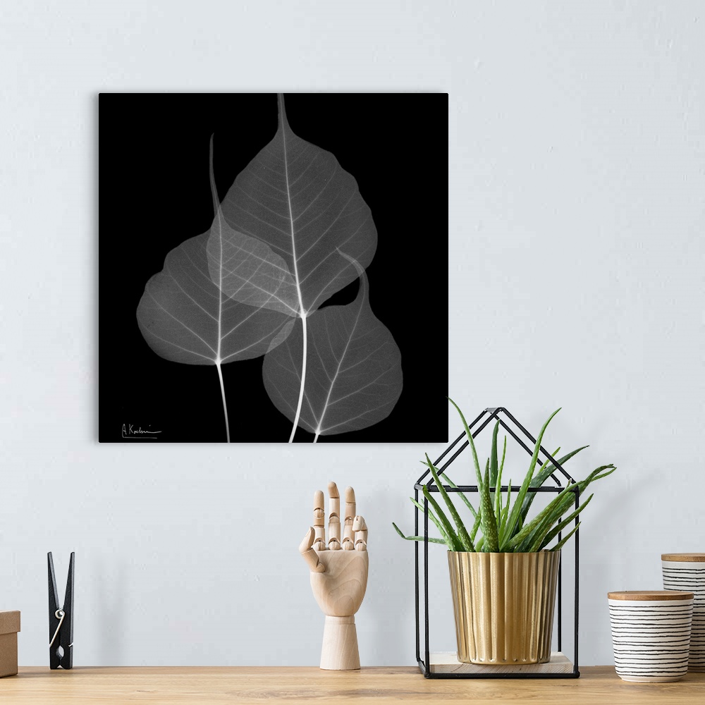 A bohemian room featuring Three transparent leaves on canvas that are contrasted against a dark background.