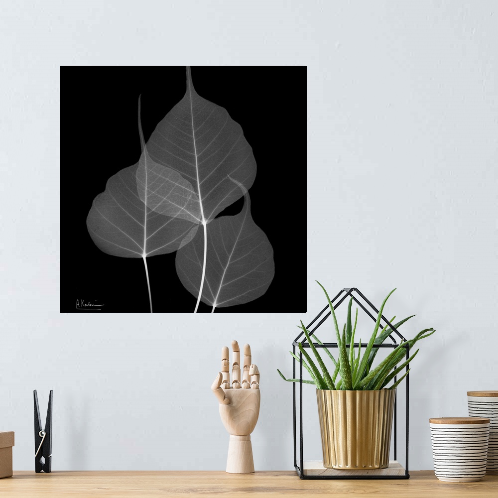 A bohemian room featuring Three transparent leaves on canvas that are contrasted against a dark background.
