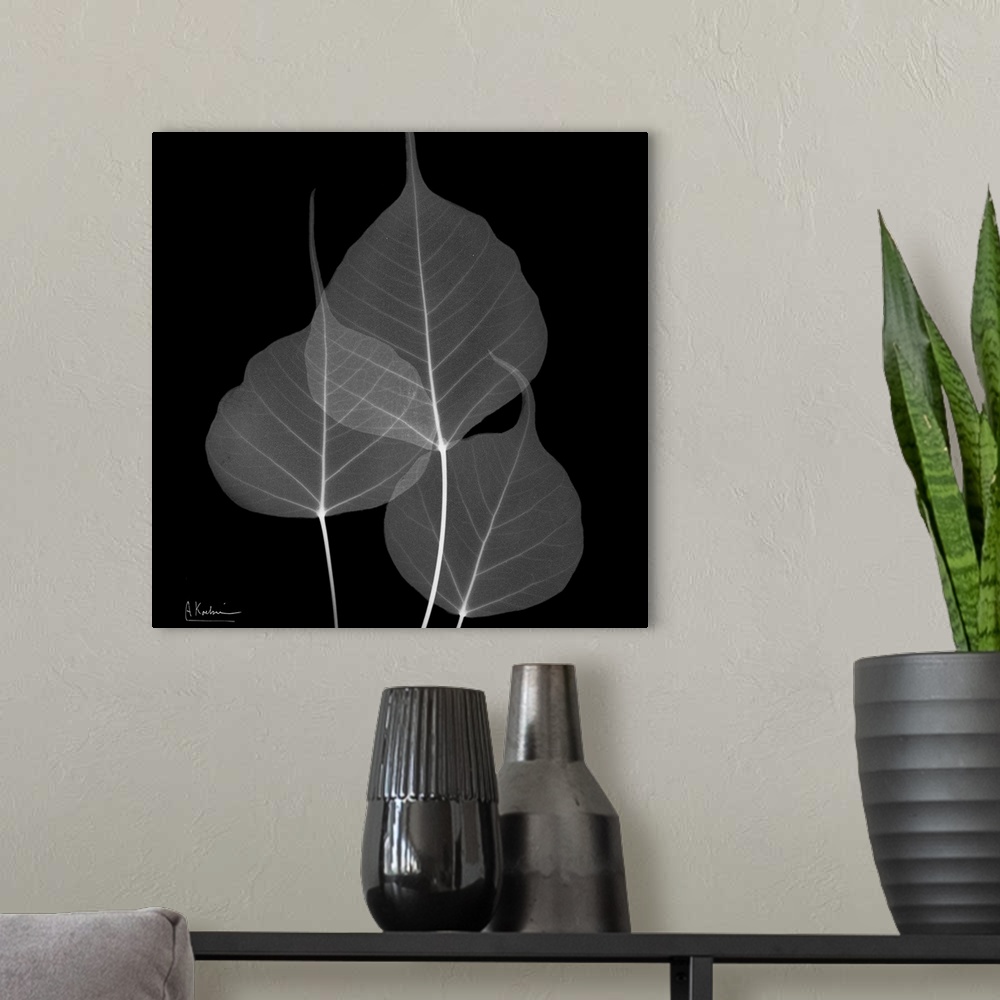 A modern room featuring Three transparent leaves on canvas that are contrasted against a dark background.