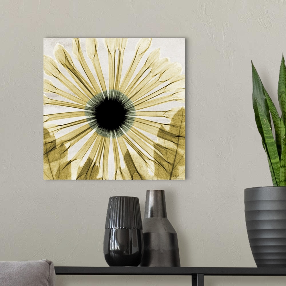 A modern room featuring Large, square x-ray photograph in golden tones, of a chrysanthemum with two leaves overlapping th...