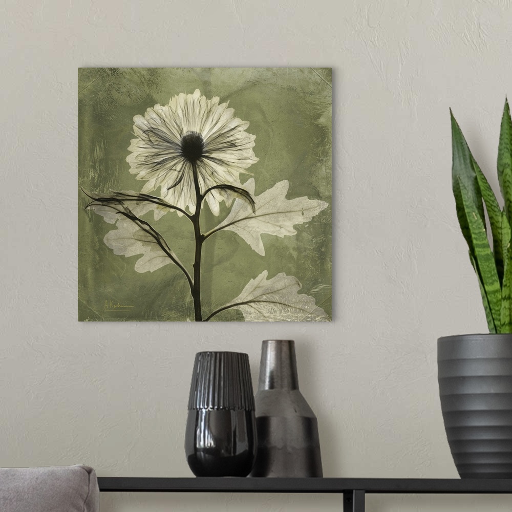 A modern room featuring Chrysanthemum x-ray photography
