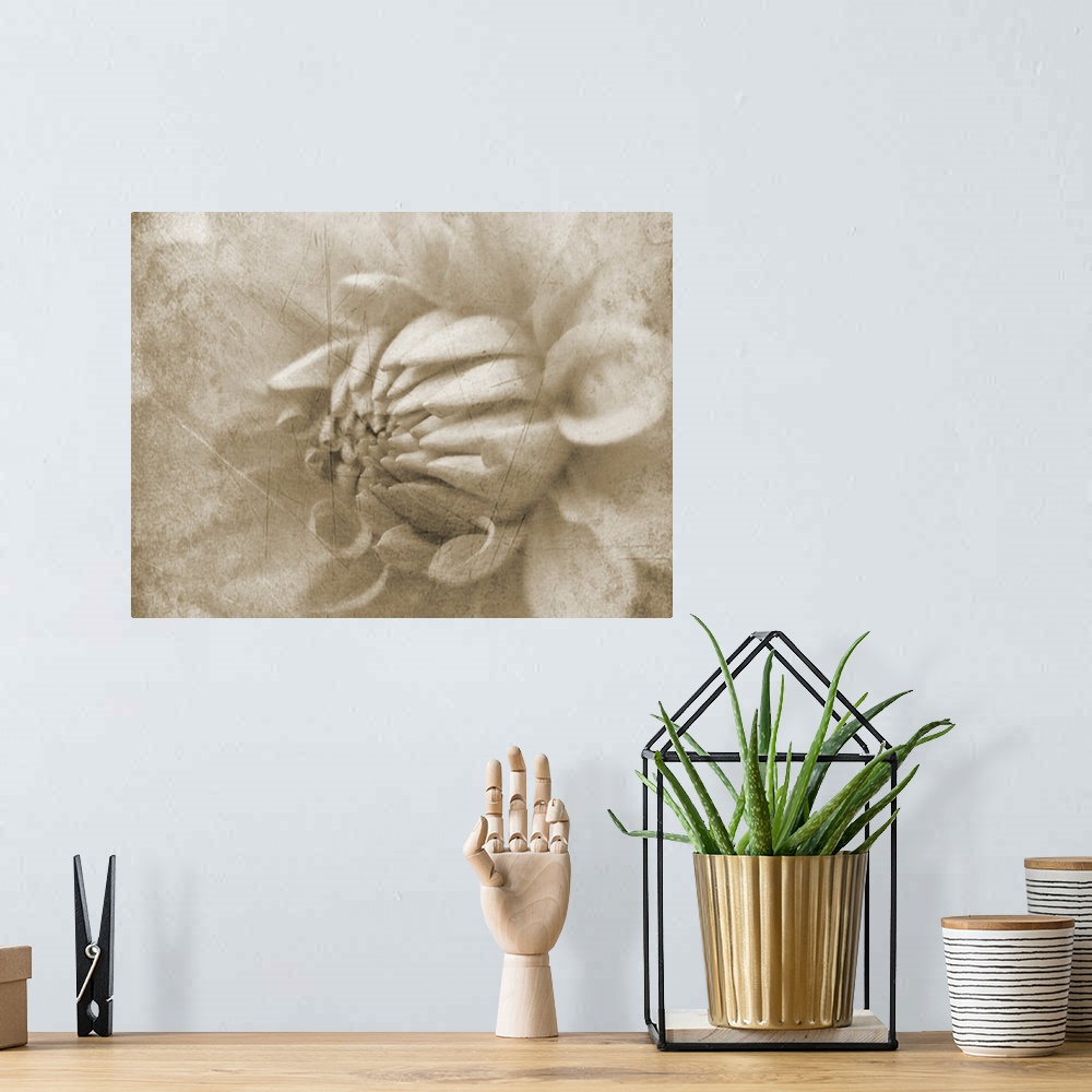 A bohemian room featuring A macro photograph of a weathered grungy looking dahlia flower.