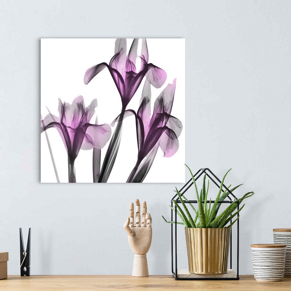A bohemian room featuring Dazzling Iris