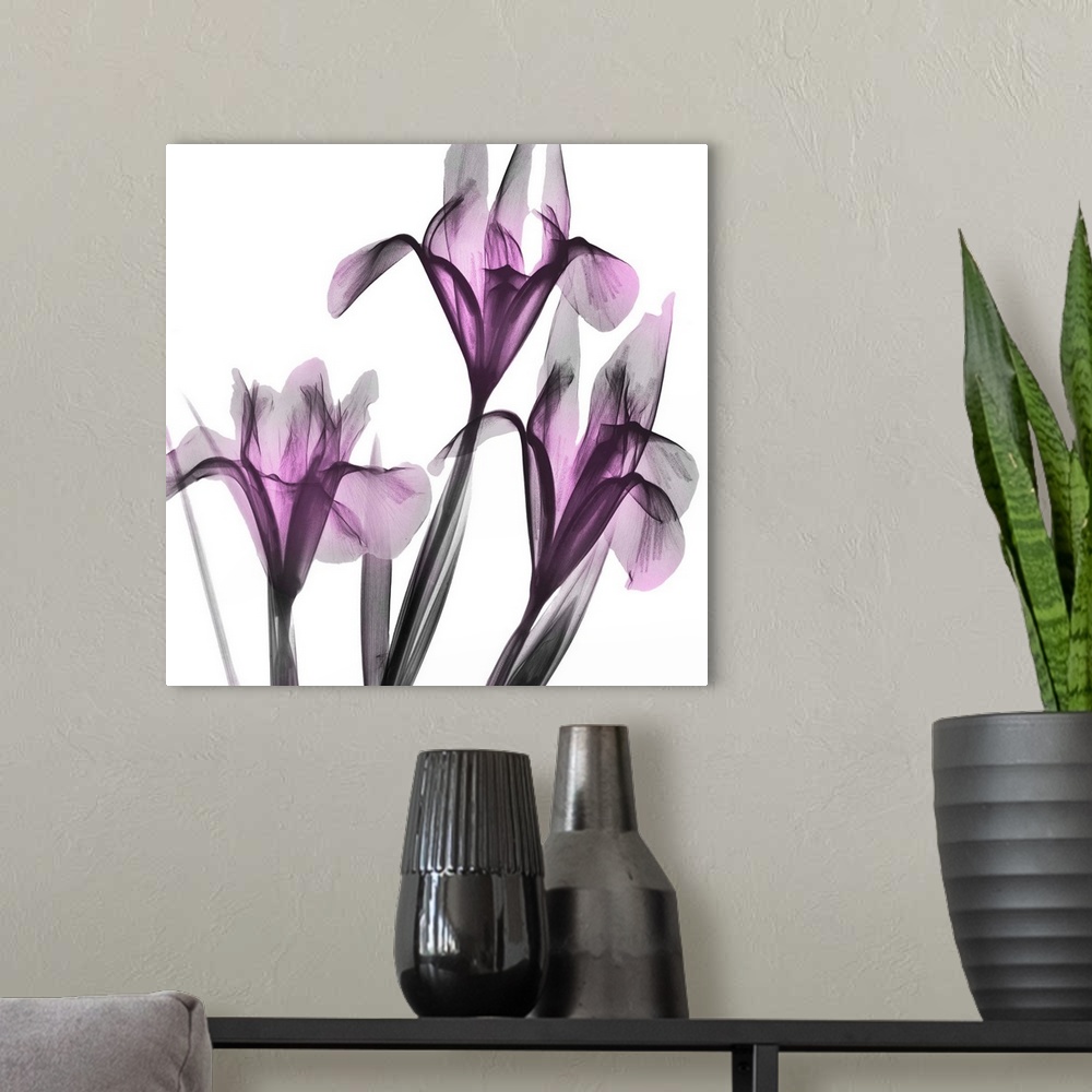 A modern room featuring Dazzling Iris