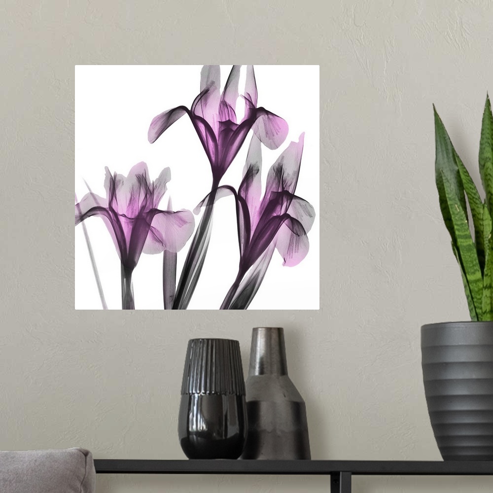 A modern room featuring Dazzling Iris
