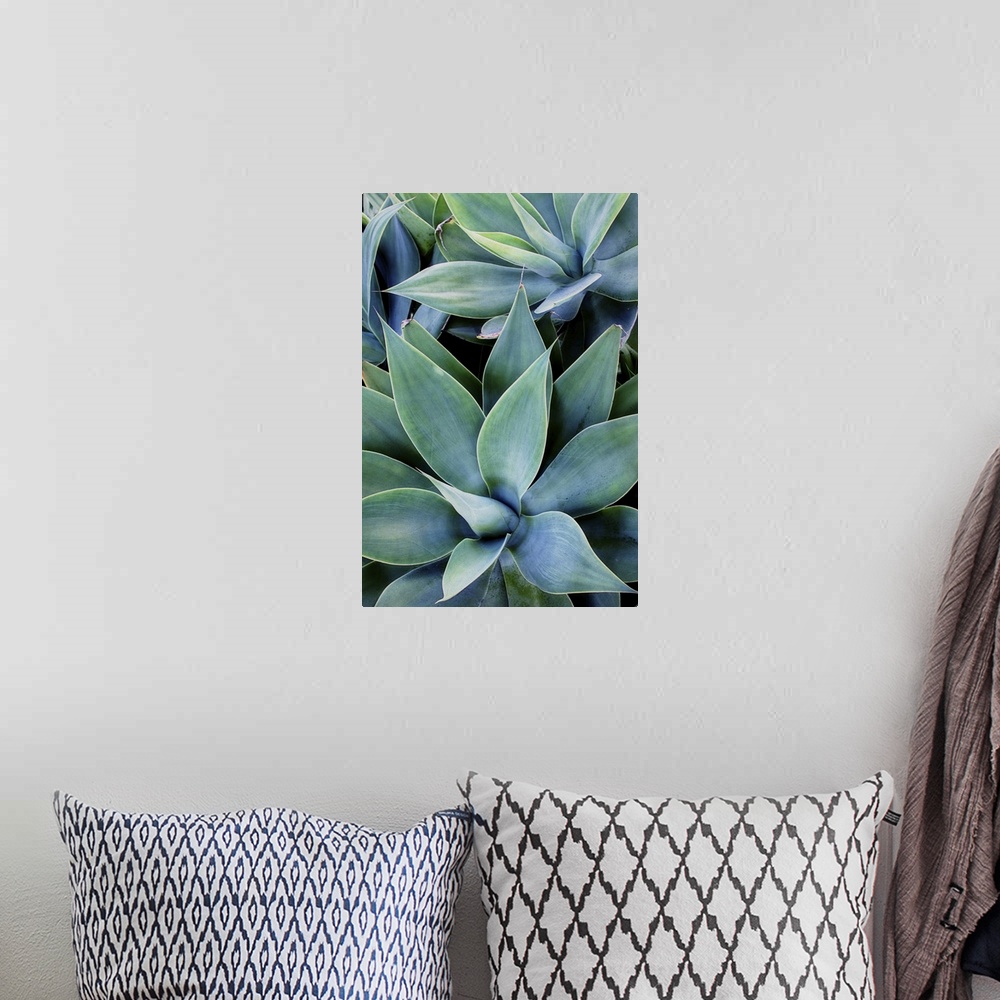 A bohemian room featuring Close up photo of succulent plants with broad leaves.