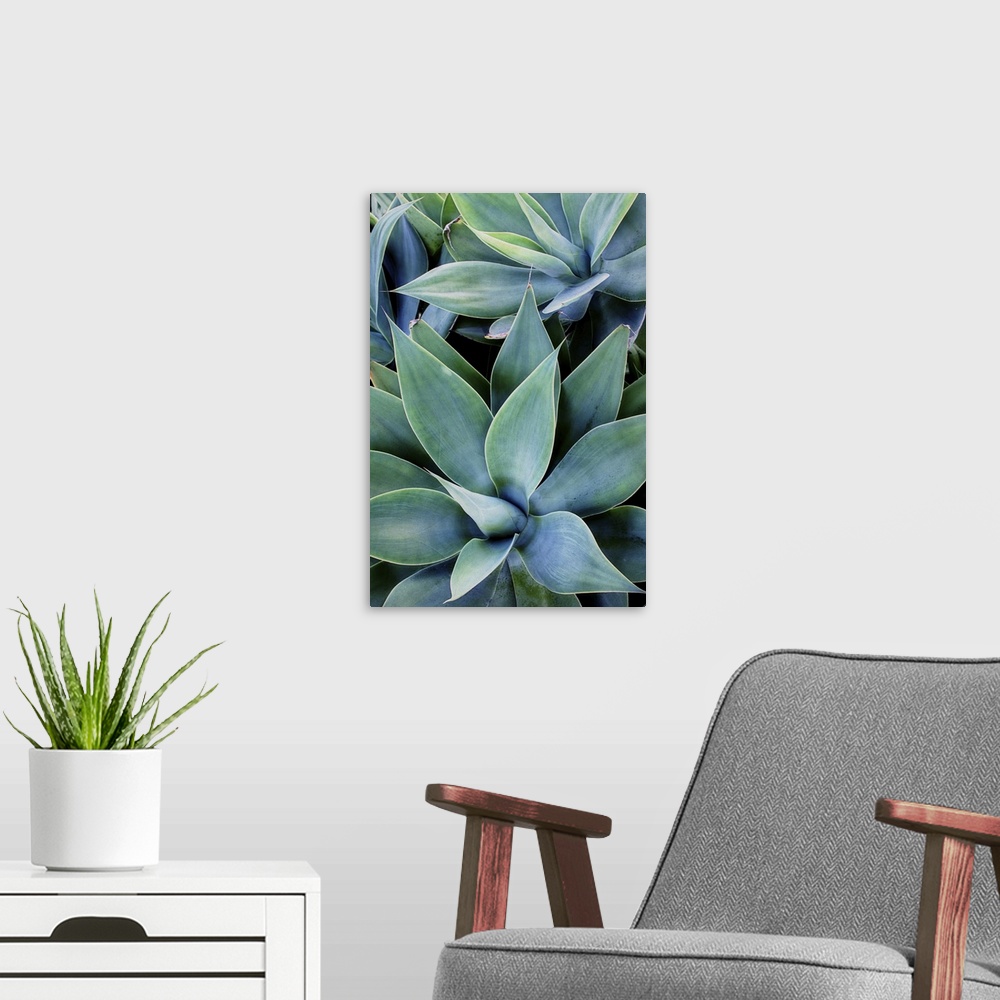 A modern room featuring Close up photo of succulent plants with broad leaves.