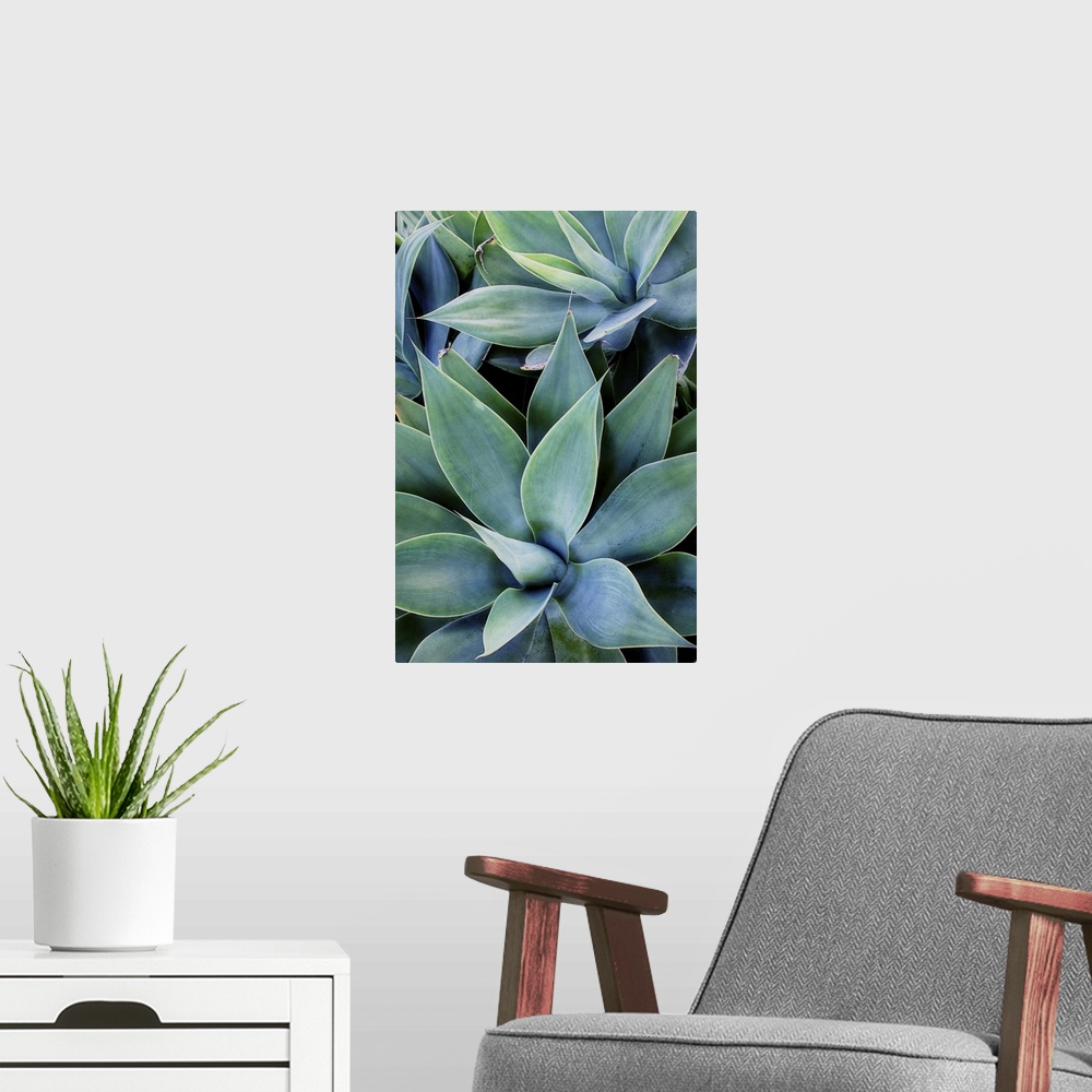 A modern room featuring Close up photo of succulent plants with broad leaves.