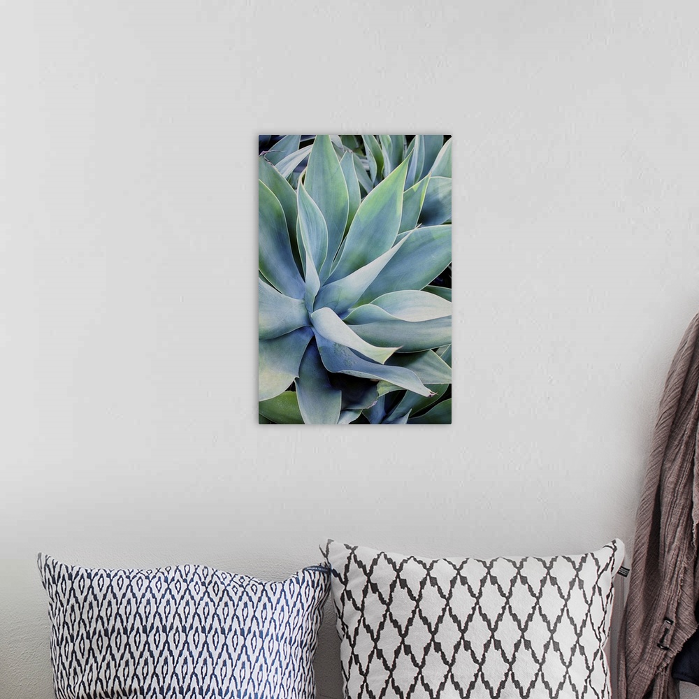 A bohemian room featuring Close up photo of succulent plants with broad leaves.