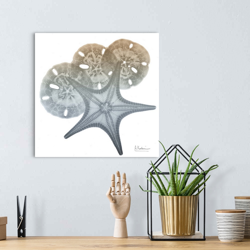 A bohemian room featuring Contemporary home decor artwork of an x-ray photograph of seashells.