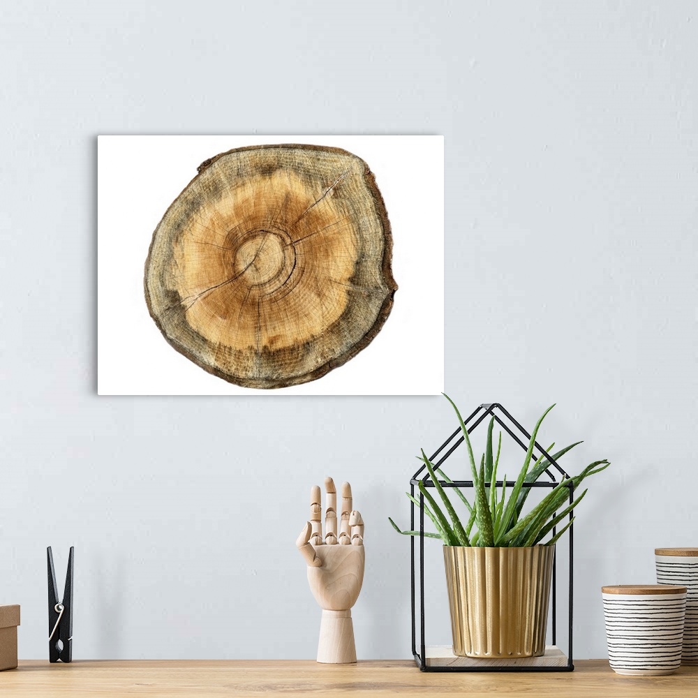 A bohemian room featuring Contemporary artwork of a cross section of a tree showing concentric rings.