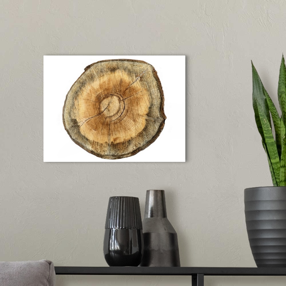 A modern room featuring Contemporary artwork of a cross section of a tree showing concentric rings.