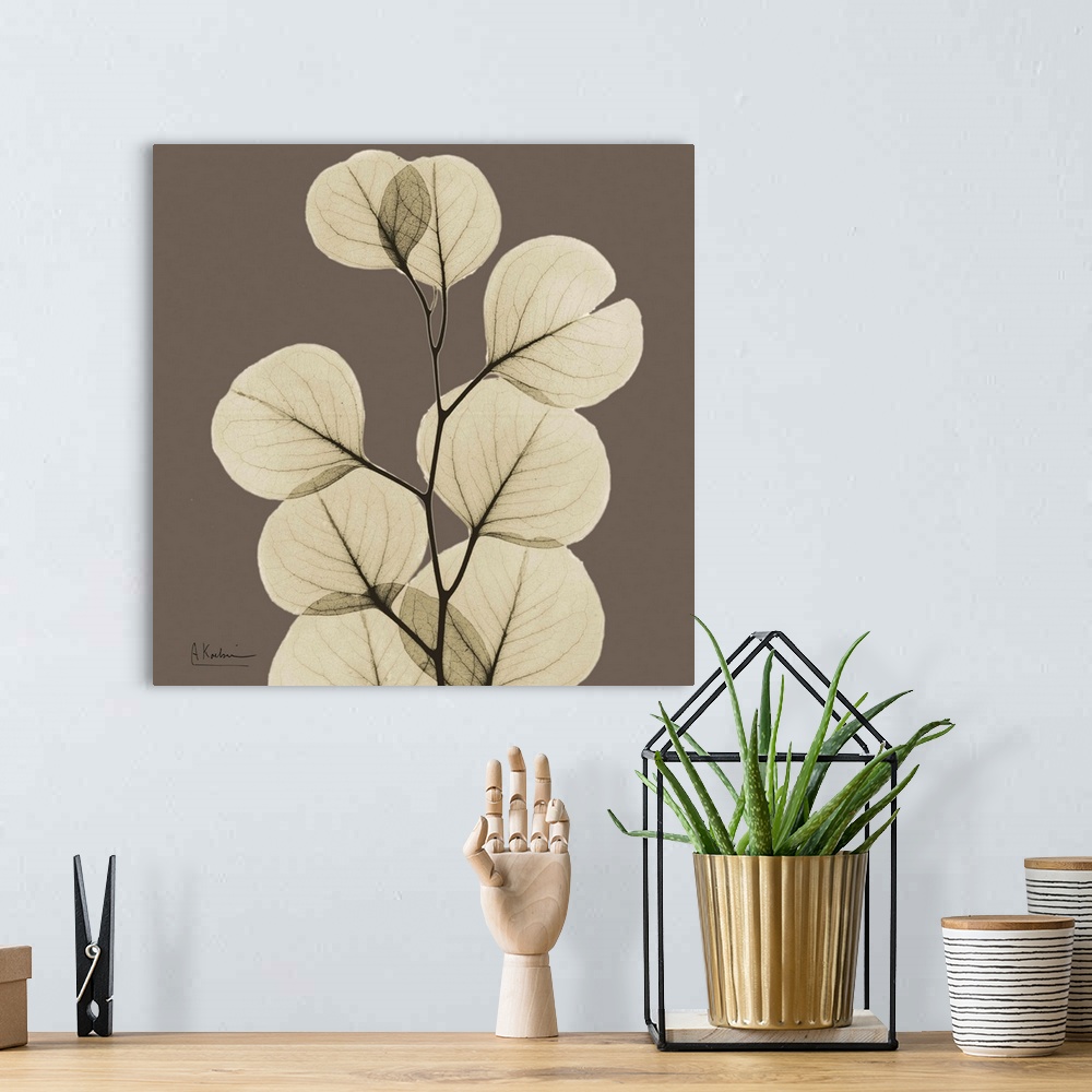 A bohemian room featuring Square x-ray photograph of a group of eucalyptus leaves on the end a tree branch, against an eart...