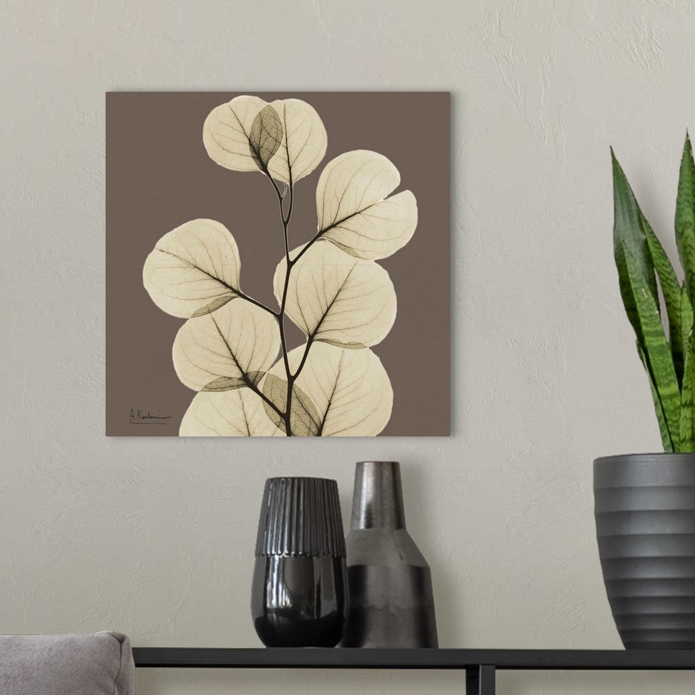 A modern room featuring Square x-ray photograph of a group of eucalyptus leaves on the end a tree branch, against an eart...