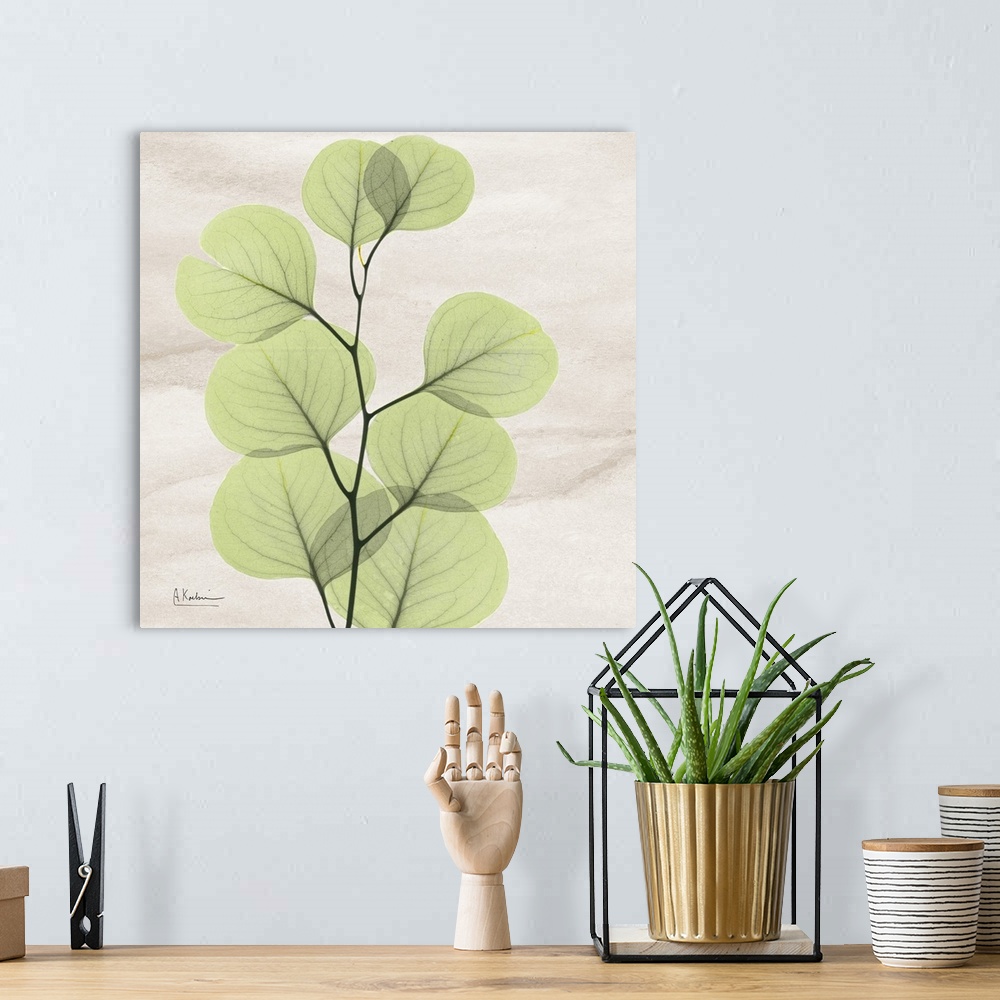 A bohemian room featuring Square x-ray photograph of a eucalyptus branch with leaves on a smooth, neutral background.