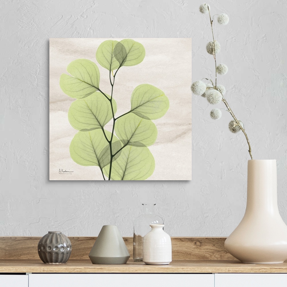 A farmhouse room featuring Square x-ray photograph of a eucalyptus branch with leaves on a smooth, neutral background.
